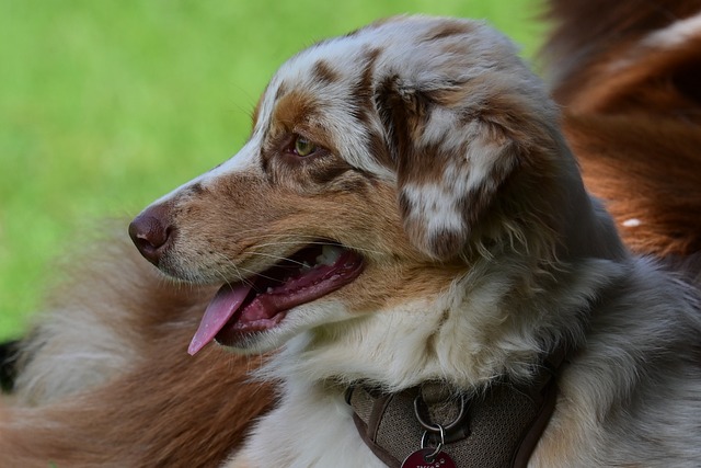 Free Dog Domestic Animal photo and picture