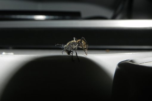 Free Formiga Ant photo and picture