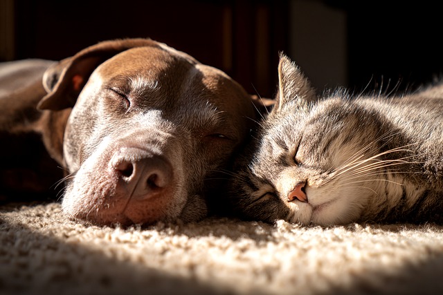 Free Dog Cat photo and picture
