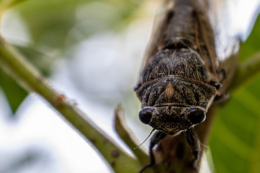Cikade, Bug, Natur, Støjende, Dyreliv