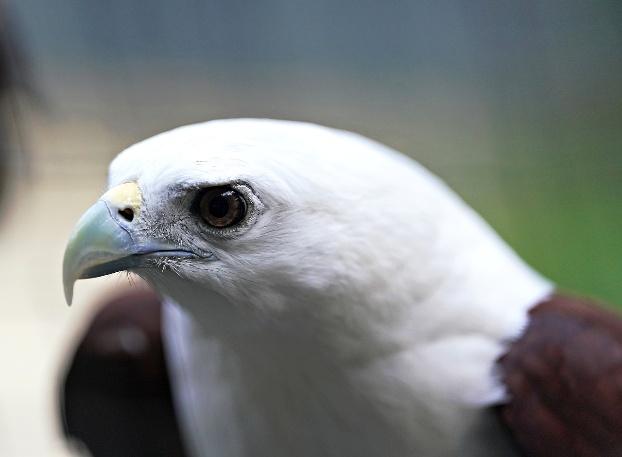 Eagle Raptor Bird - Free photo on Pixabay