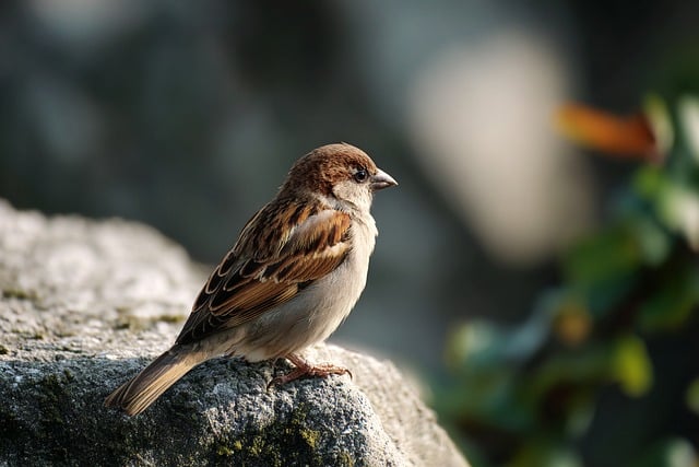 Free Sparrow Bird photo and picture