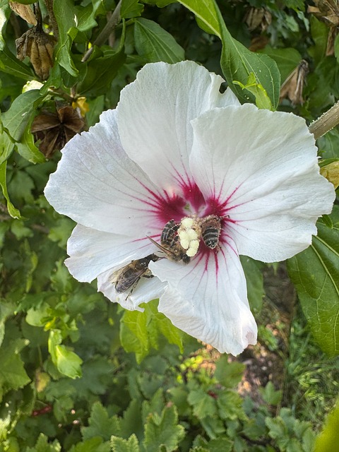 Free Hibiscus Flower photo and picture