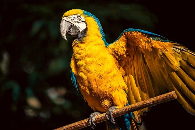 Free Bird Arara photo and picture