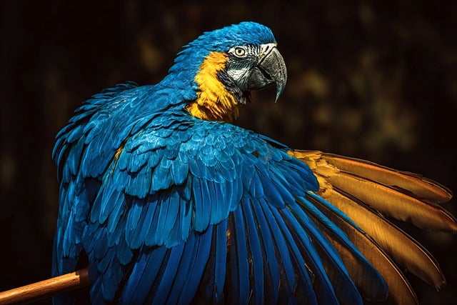 Free Arara Bird photo and picture