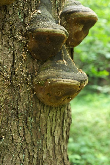 Free Hub Forest photo and picture