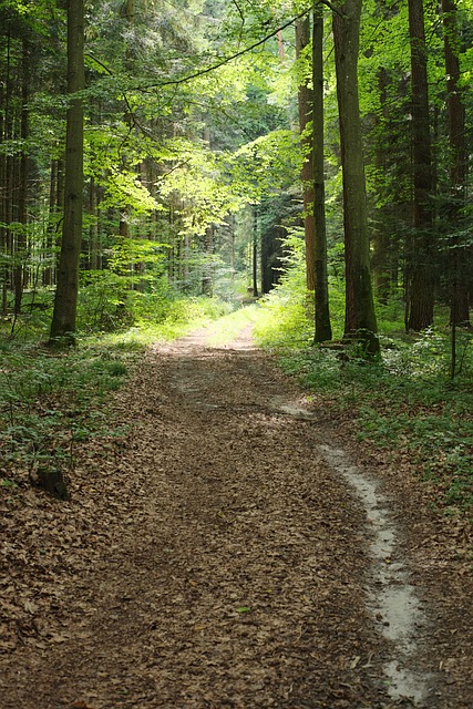Free Forest Nature photo and picture