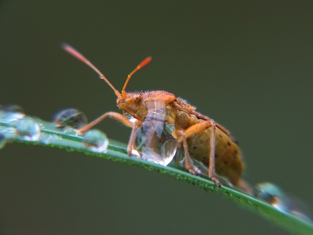 Free Macro Detail photo and picture