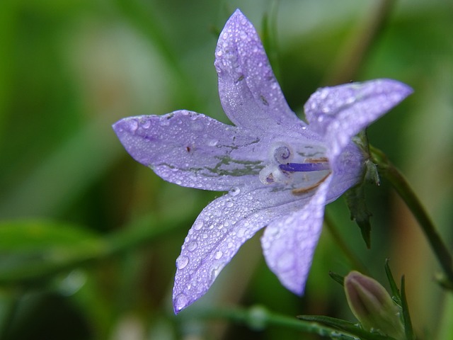 Free Meadow Flower photo and picture