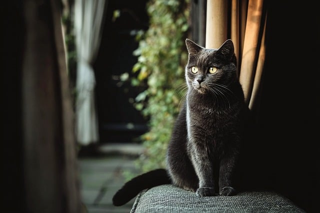 Free Cat Feline photo and picture