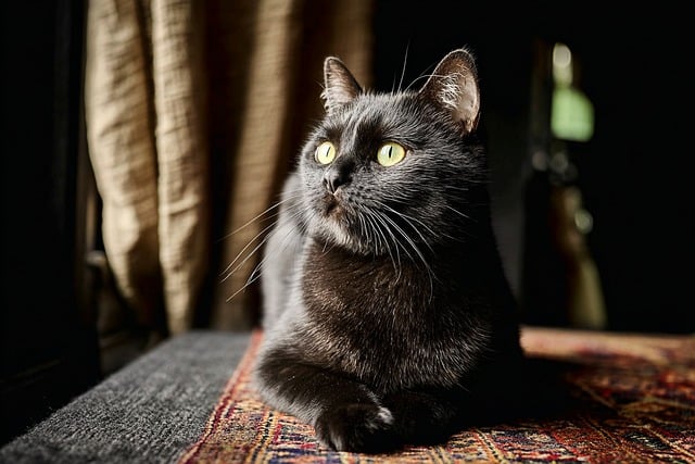 Free Cat Feline photo and picture