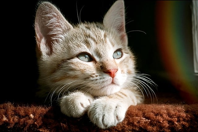 cat, nature, puppy, feline, animal, mammal, whiskers, eyes, face, fur, domestic, cute, curious, small, playful, watching, relaxing, surface, pet, texture, environment, focus