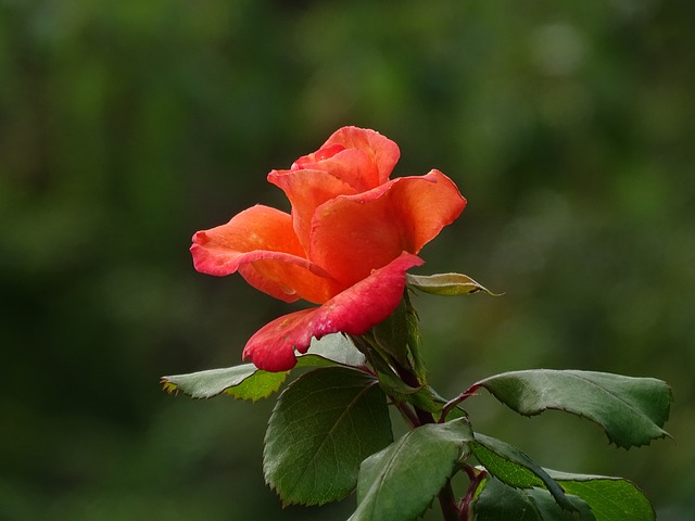 Free Summer Garden photo and picture