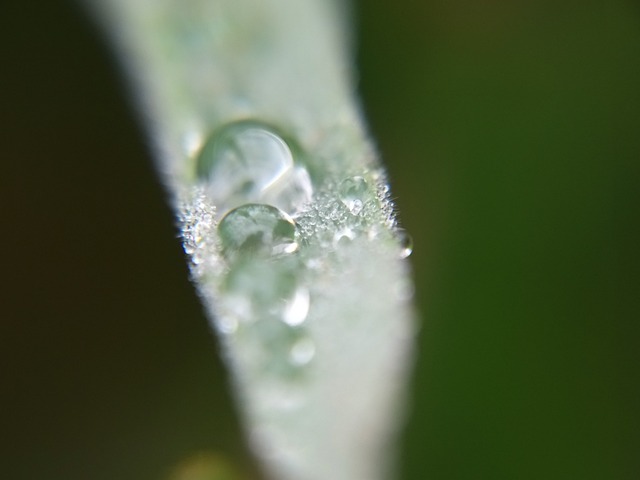 Free Summer Rain photo and picture