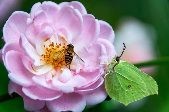 Rose Blossom Nature Insects - Free photo on Pixabay
