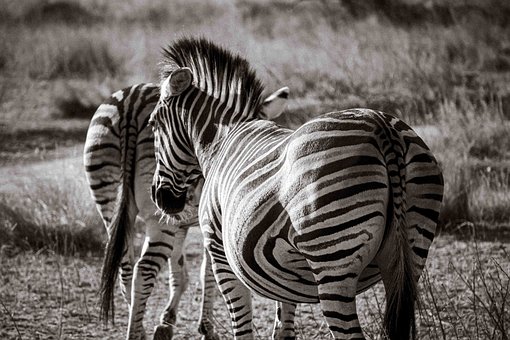 Free Zebra Black And White photo and picture