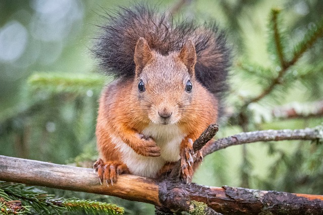 Free Squirrel The Nature Of The photo and picture
