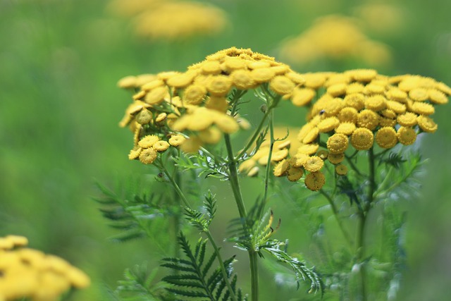 Tanásia, Tanacetum Vulgare