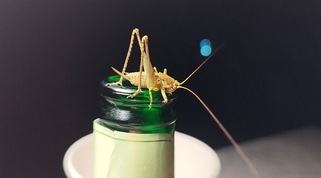 Free Animal Insect photo and picture