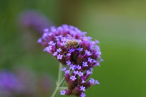 Abeja, Insecto, Naturaleza, Macro