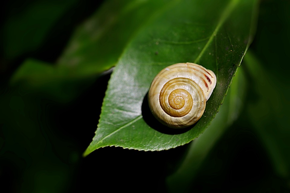 Banded Snail Garden Shell - Free photo on Pixabay