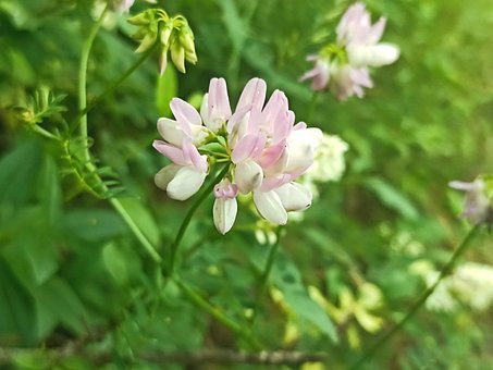 Free Crown Vetch Nature photo and picture