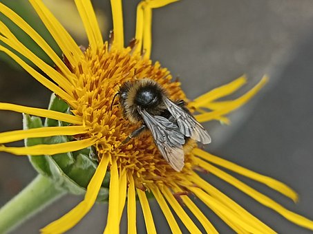 Free Real Alant Honey Bee photo and picture
