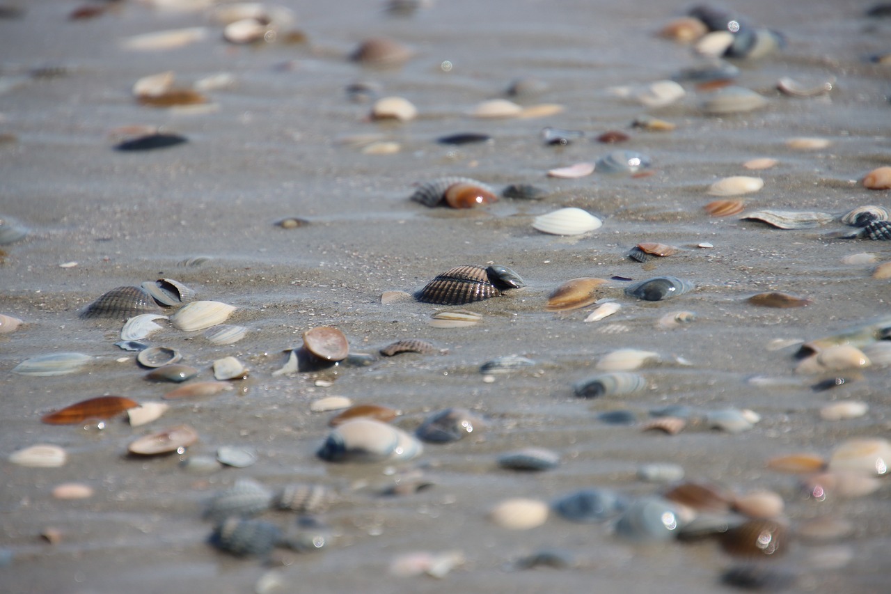 Beach Nature Sea - Free photo on Pixabay