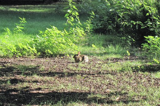 Iepuri, Natură, Iepure Sălbatic, Parc