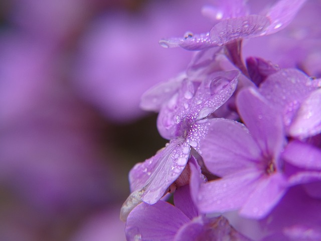 Free Flower Blossom photo and picture