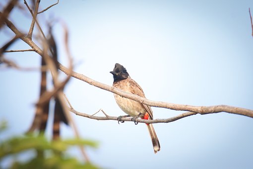 Free Bulbul Nature photo and picture