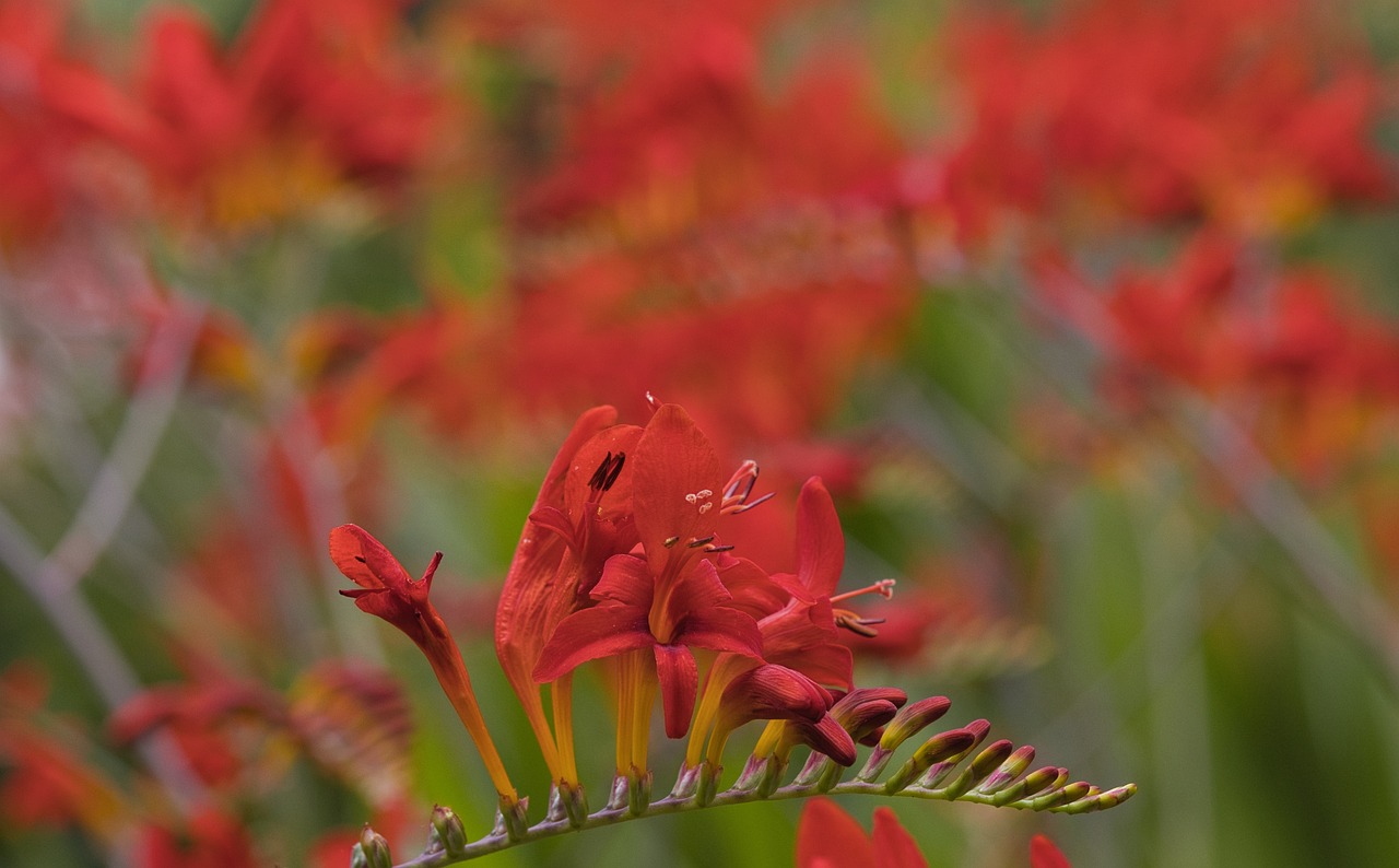 Blossomia