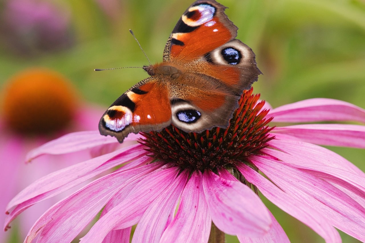 Insect Animal Nature - Free photo on Pixabay
