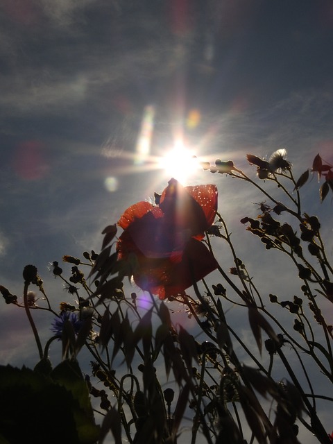 Valmue, Natur, Blomst, Blomstre, Sol