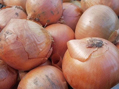 Free Onions Nature photo and picture