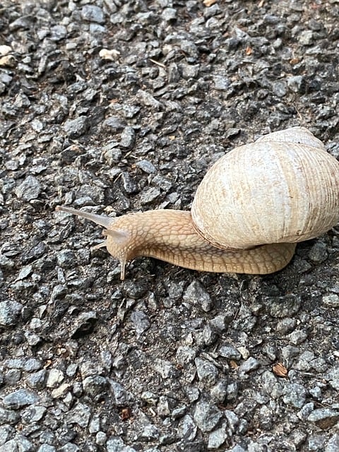 Free Schlimak Shellfish photo and picture