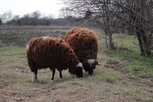 Free Sheeps Sheep photo and picture