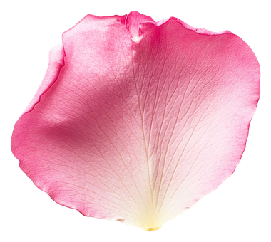 Blütenblätter, Blüte, Rose, Garten