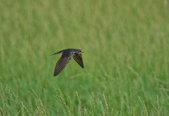 Rauchschwalbe, Schwalbe, Vogel, Natur