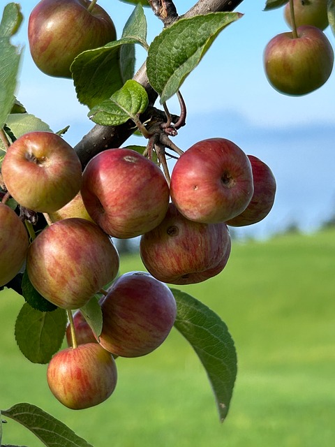 Free Apple Tree Apple photo and picture