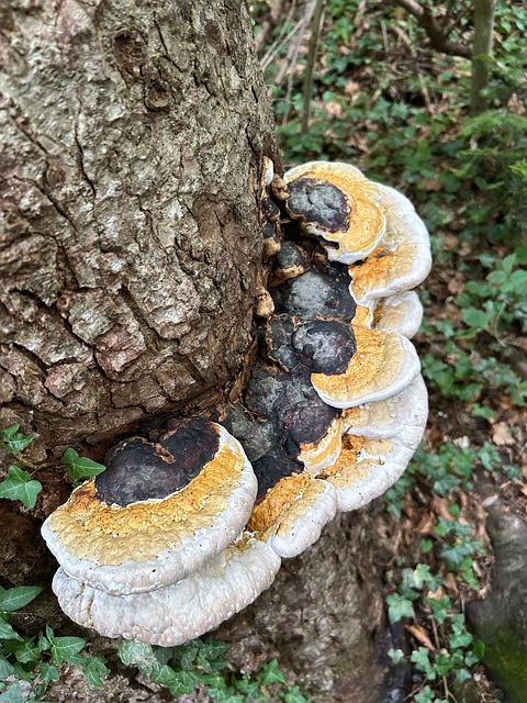 Free Baumschwamm Mushroom photo and picture