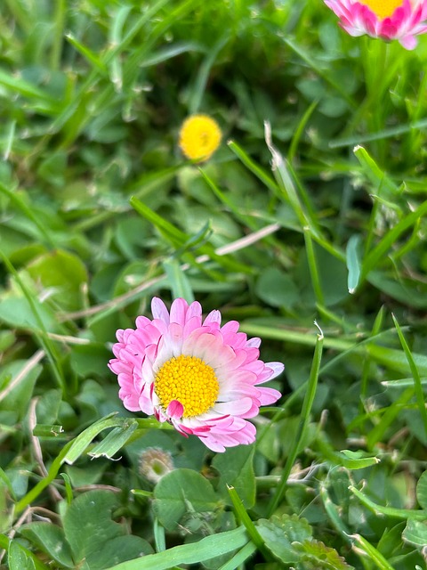 Free Daisies Bellis Perennis photo and picture