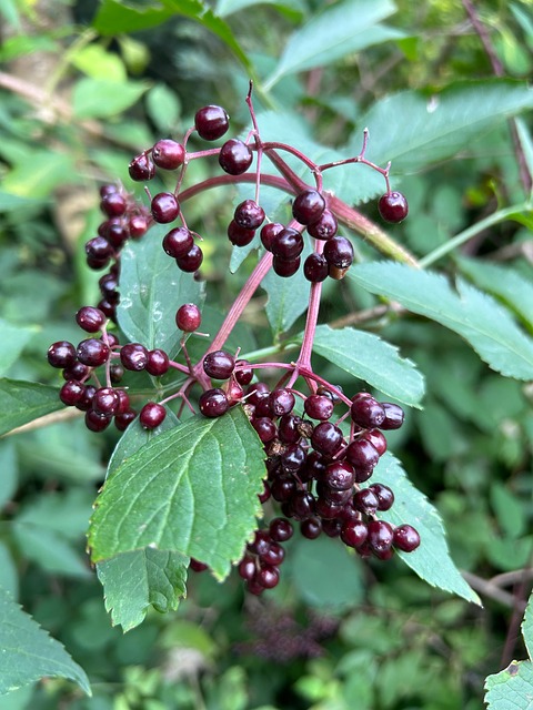 Free Elder Black Elder photo and picture