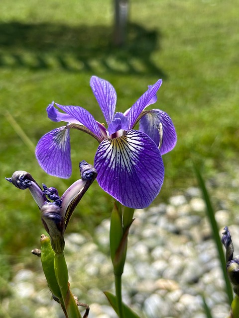 Free Iris Sword Lily photo and picture