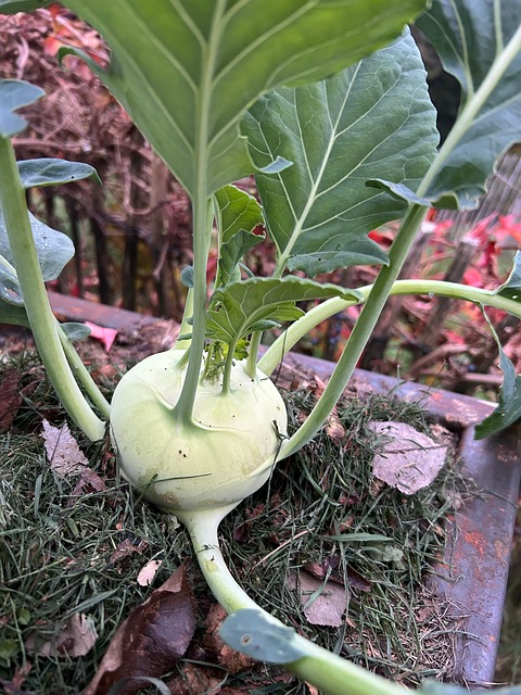 Free Kohlrabi Vegetables photo and picture