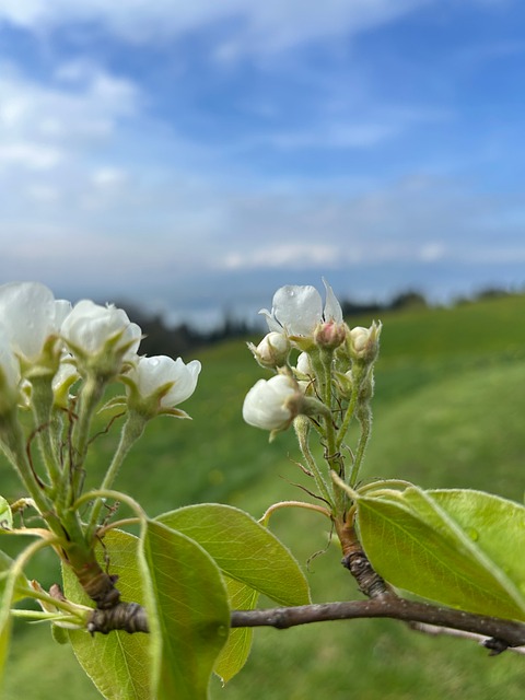 Free Pear Pear Blossom photo and picture