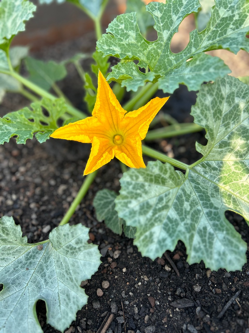 Free Pumpkin Blossom photo and picture