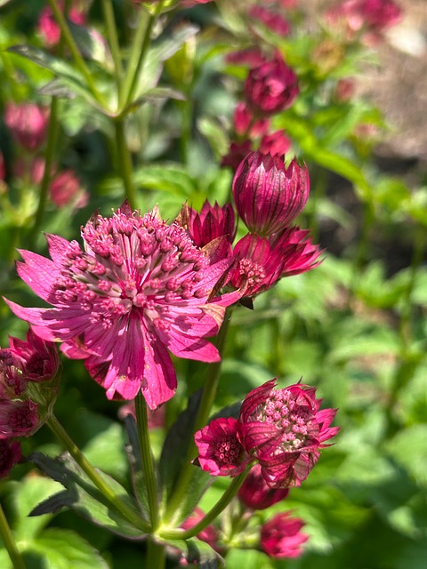 Free Sternolde Blossom photo and picture