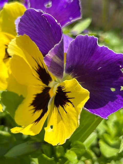 Free Violet Flower photo and picture