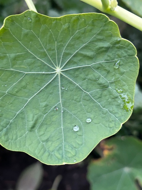 Free Leaf Drops photo and picture